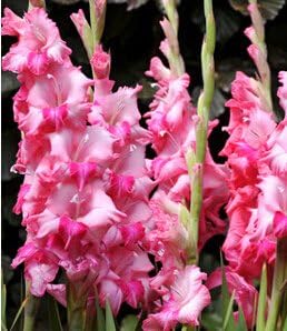 Gladiolus (Gladiolus scientific name) for planting in garden