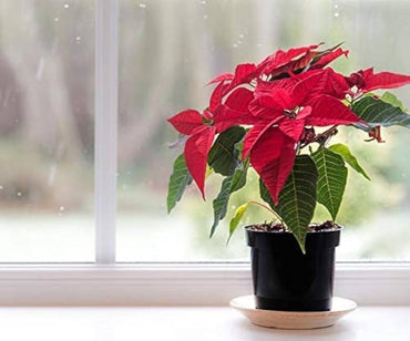 Poinsettia Flower Seeds for Planting ,Heirloom Seeds -100