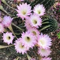 Heirloom Non-GMO Kakteen Flower Seeds – Colorful Cactus Blooms for Garden Planting