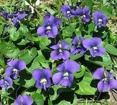 Violet Flower Planting Seeds 100 pcs
