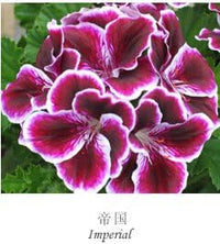 Organic Heirloom Mixed Regal Pelargonium Flower Seeds – Non-GMO Garden Seeds for Planting