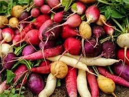 Rainbow Radish Seeds for Planting - 100 pcs