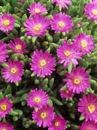 Heirloom Drosanthemum Hispidum Flower Seeds for Garden Planting, Non-GMO, Hardy Ice Plant Blooms - Drosanthemum for planting in home garden