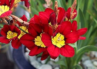 Heirloom Non-GMO Sparaxis Flower Seeds for Planting – Colorful Spring-Blooming Garden Flowers - Non-GMO for planting in home garden