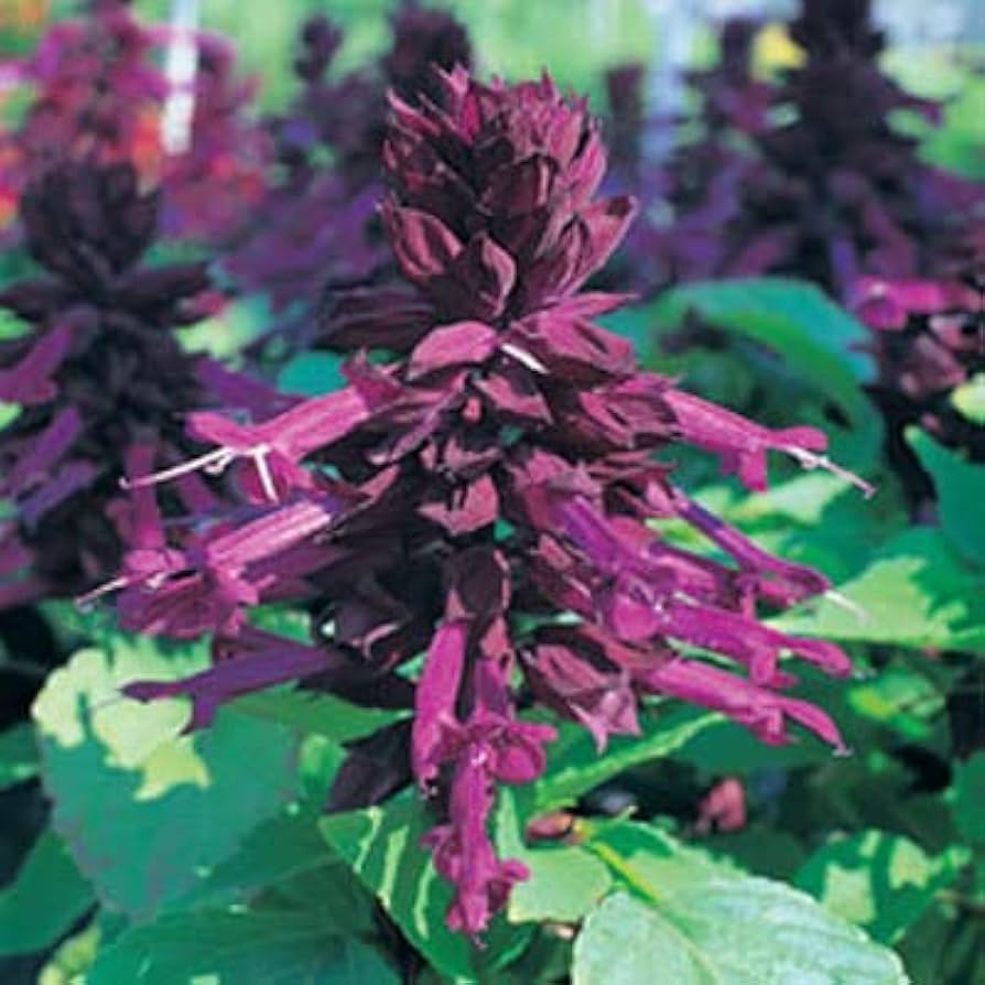 Salvia (Splendens Sizzler Purple flower) for planting in garden
