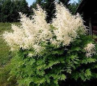 Heirloom Aruncus Dioicus Flower Seeds, Non-GMO Goat's Beard Blooms for Shaded Garden Planting