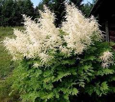 Heirloom Aruncus Dioicus Flower Seeds, Non-GMO Goat's Beard Blooms for Shaded Garden Planting