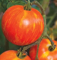 Dark Orange Tomato Seeds for Planting - Heirloom and Non-GMO Garden Seeds