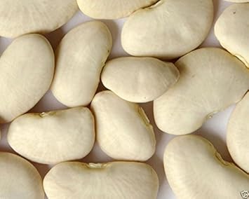 White Bush Bean Phaseolus vulgaris for planting in raised beds