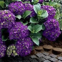 Heirloom Violet Hydrangea Flower Seeds, Non-GMO Garden Blooms for Planting