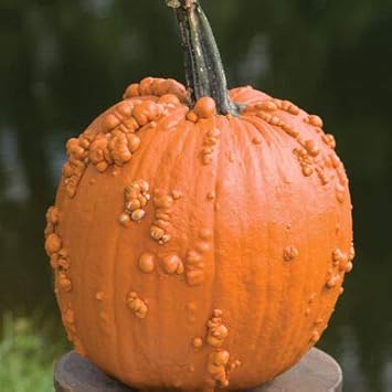 Knucklehead Pumpkin Heirloom & Non-GMO Seeds for planting