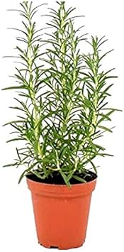 Aromatic Herb Rosemary Heirloom Non-GMO Seeds for Planting