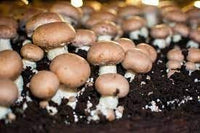 Mushroom Seeds for Planting heirloom & Non-GMO Seeds