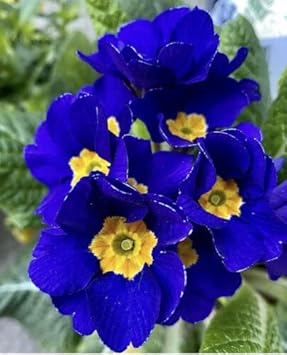 Heirloom Non-GMO Primula Acaulis Flower Seeds for Garden Planting – Early Spring Colorful Blooms