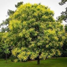 Koelreuteria Tree Flower Seeds – Heirloom Non-GMO Seeds for Ornamental Shade Tree Planting - Tree for planting in home garden
