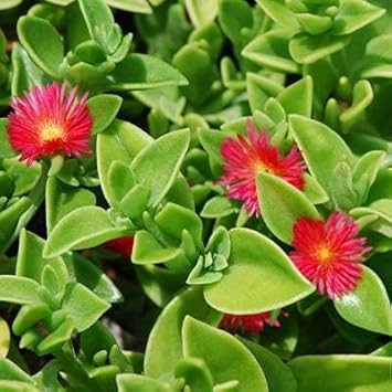 Aptenia Flower Seeds – Heirloom Non-GMO Trailing Blooms for Ground Cover and Garden Borders