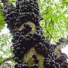 Cucumis Dipsaceus Seeds - Hardy and Uncommon Fruits for Specialty Gardening 100 pcs