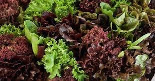 Indoor Lettuce Mix Seeds for Planting heirloom & Non-GMO Seeds