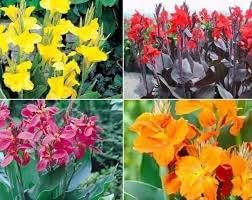 Perennial Canna Flower Seeds Heirloom Non GMO Planting - 100 for planting in home garden