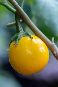 Yellow Eggplant Seeds for Planting - 100 pcs