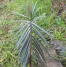 Lathyris Plant Seeds – Heirloom, Non-GMO, Ornamental Foliage for Unique Garden Planting