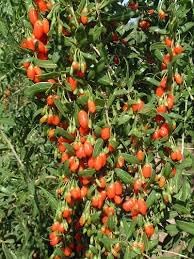 Semi Peperoncino Chiltepin Pepper Vegetable Seeds for Planting - 100 pcs