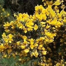Yellow Gorse Ulex Europaeus Plant Seeds for Planting - 100 pcs