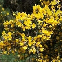 Gorse (Gorse scientific name) for planting in garden