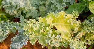 Yellow Kale Brassica oleracea for planting in vegetable patch