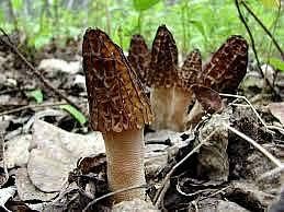 Mixed Morel Mushroom Vegetable Seeds for Planting – Deep Brown Variety 100 pcs