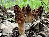 Mixed Morel Mushroom Vegetable Seeds for Planting – Deep Brown Variety 100 pcs