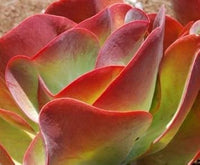 Heirloom Non-GMO Pink Hippeastrum Flower Seeds for Garden Planting ‚ Stunning Amaryllis Blooms,