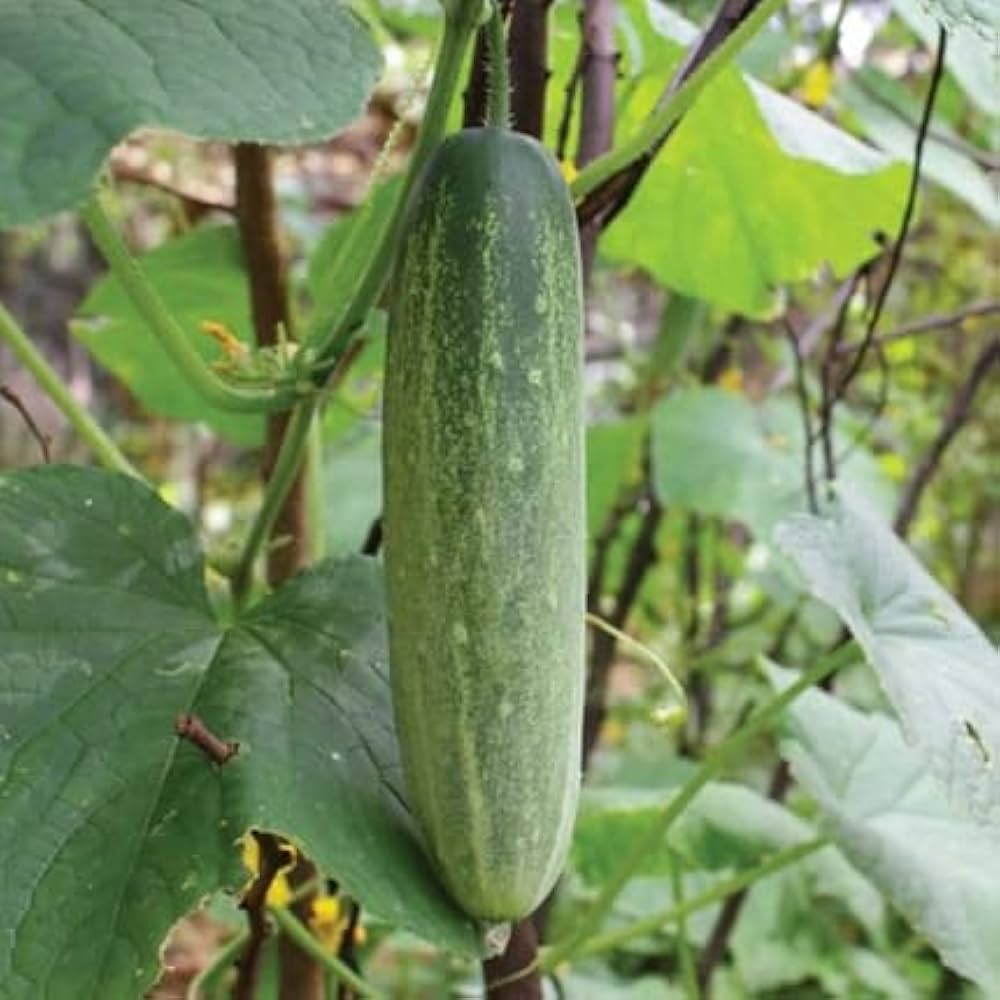 Sweet Cucumber Rare Non-GMO Vegetable Seeds for Home Garden