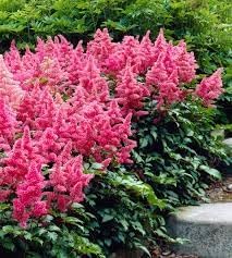 Astilbe Flower Seeds Heirloom Non GMO Planting - 100 for planting in home garden