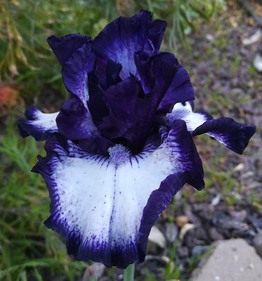 Oreo Bearded Iris Seeds