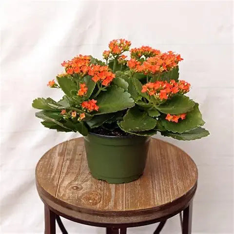 Kalanchoe Magic Mixed Easy Grow Plant Seeds