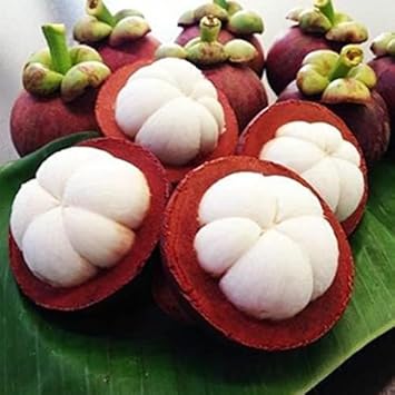 Mangostan Fruit Seeds for Planting - Cultivating Rare and Exquisite Mangosteen Fruits, Heirloom Seeds