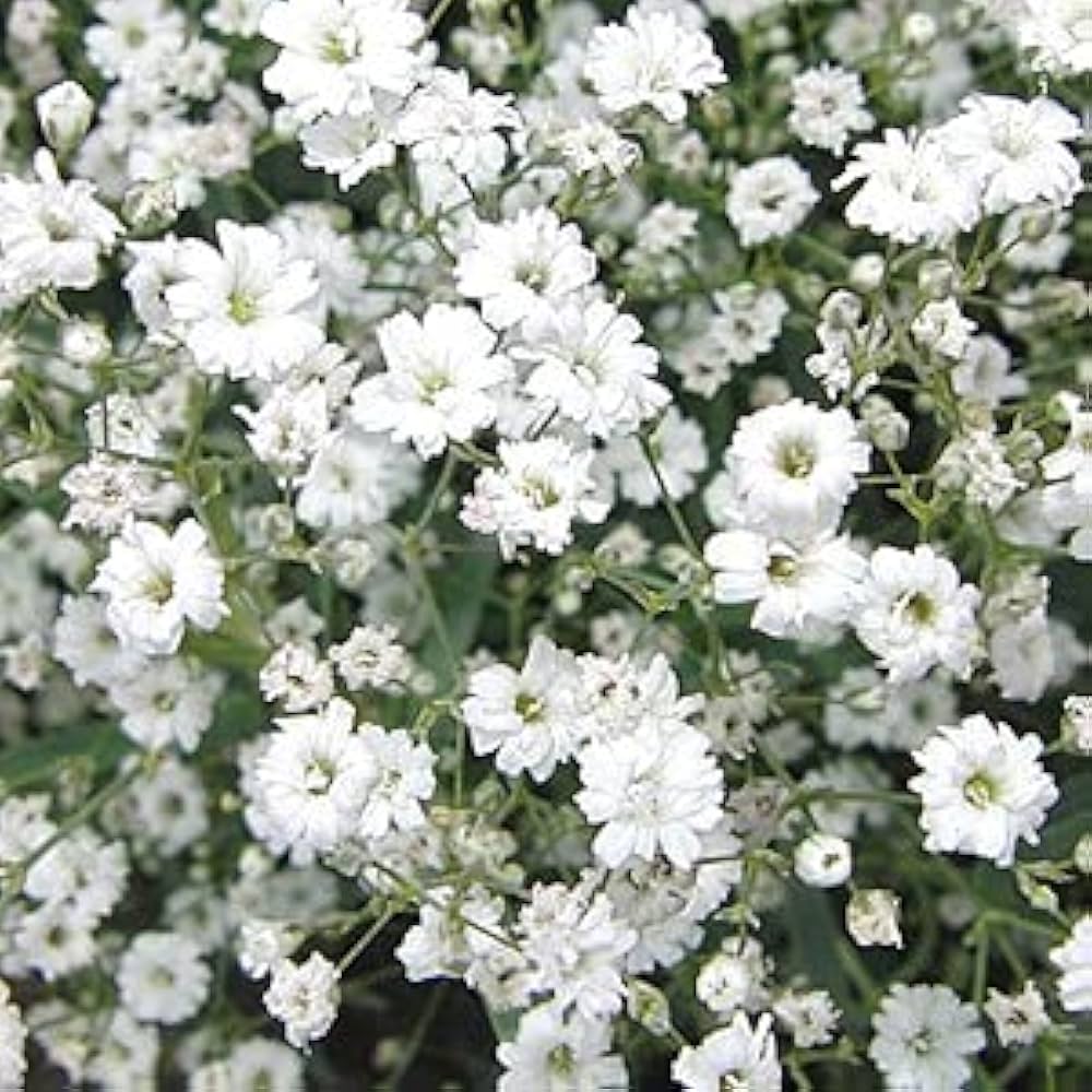 Gypsophila Paniculata Romantic Star Flower Seeds