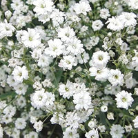 Gypsophila Paniculata Romantic Star Flower Seeds