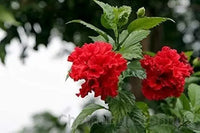 Hibiscus Flower Clear Easy Grow Plant - for planting in home garden