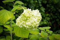 Heirloom Green White Hydrangea Flower Seeds, Non-GMO Unique Blooms for Planting