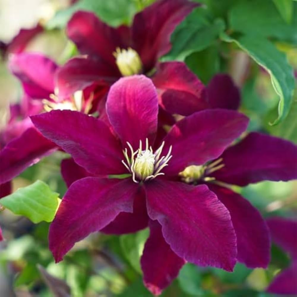 Heirloom Non-GMO Pink Clematis Flower Seeds for Garden Planting for planting in home garden