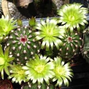 Green Echinocereus Plant Seeds for Planting heirloom & Non-GMO Seeds