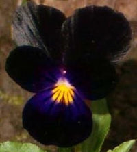 Heirloom Non-GMO Black Viola Flower Seeds for Planting – Unique Dark Blooming Flower Seeds