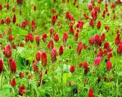 Heirloom Non-GMO Manure Flower Seeds for Planting and for Enrichment and Pollinator Gardens