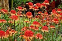 Orange Red Echinacea Secret Lust Wildflower Seeds for Planting -Hierloom Flower Seeds,GMO Free Seeds - Red for planting in home garden