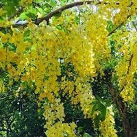 Heirloom Non-GMO Cassia Flower Seeds for Planting – Golden Blooms Pollinator Gardens