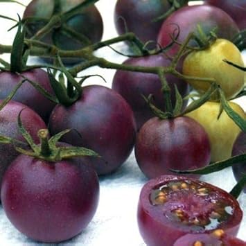 Purple Tomato Solanum lycopersicum for planting in vegetable patch