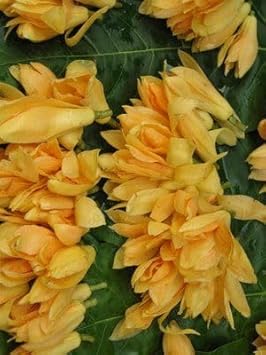 Champa Flower Seeds Heirloom Non GMO Planting - 100 for planting in home garden