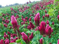 Crimson Flower Seeds – Heirloom Non-GMO Blooming Seeds for Bold and Colorful Garden Displays